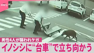 【イノシシ】襲われ4人ケガ  男性ら“台車”で立ち向かう  防犯カメラに一部始終  愛知･豊田市