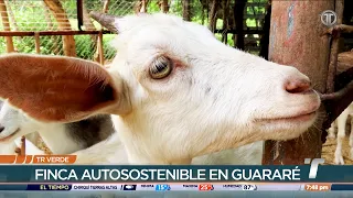 TR Verde: Self-Sustaining Farm in Guararé Teaches Goat Farming