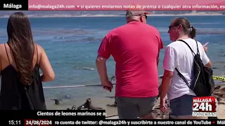 🔴Noticia - Cientos de leones marinos se apoderan de una playa en California