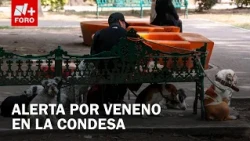 How dogs are being poisoned in La Condesa, CDMX: meat with blue capsules found