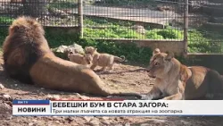 RM TV: Бебешки бум в Стара Загора: Три малки лъвчета са новата атракция на зоопарка RM TV: Бебешки бум в Стара Загора: Три малки лъвчета са новата атракция на зоопарка