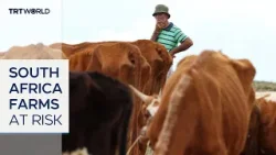 South Africa battles fast-spreading livestock disease