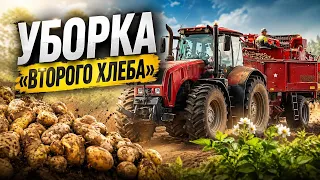 "Second bread": potato harvesting has begun in Tolochin District (08/18/2026)