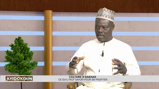 🚨AYIDƆKUN - Culture d’Ananas : Ce qu’il faut savoir pour en profiter