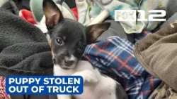 Family searching for puppy stolen out of truck in restaurant parking lot