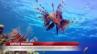 FISHERMEN, DIVERS, AND RESEARCHERS LEARN TO CAPTURE LIONFISH - 09/03/2026
