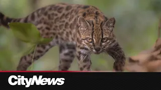 New cat species discovered by scientists for the first time in 100 years