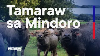 Populasyon ng Tamaraw sa Mindoro, unti-unting dumarami ngunit critically endangered pa rin