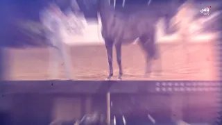 وثائقي: كأس الإمارات العالمي لجمال الخيل العربية الولايات المتحدة الأمريكية 2026
