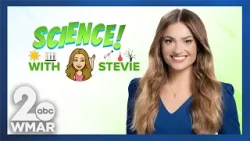 Science with Stevie: Fog Facts Science with Stevie: Fog Facts