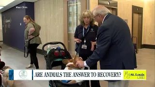 Are Animals the Answer to Recovery?