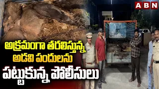 అక్రమంగా తరలిస్తున్న అడవి పందులను పట్టుకున్న పోలీసులు | Khammam Forest Police | ABN