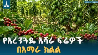 የአረንጓዴ አሻራ ስኬት የታየበት ድንቅ የአማራ ክልል አርሶ አደሮች ውጤት ETV | EBC | EBCDOTSTREAM