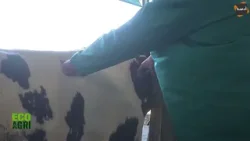 ⛔هناك نقص في الأدوية و مثماش تعويض يالزم تكون عنا الدوايات اللازمة لحماية القطيع !!