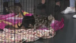 New Day Cleveland: Purrlates