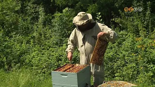 Kevesebb mézet sikerült pergetni a szárazság miatt országszerte