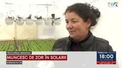 MUNCESC DE ZOR ÎN SOLARII