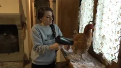 “Aiutateci a salvare la nostra gallina”, una “dolce” raccolta fondi per aiutare Coco