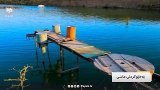 فیچەر: بەخێوکردنى ماسى