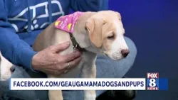 Rescue Me with Geauga Mama Dogs and Pups