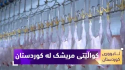 بەرنامەی (ئابووری کوردستان).. بەرهەم و کواڵێتی مریشک لە کوردستان