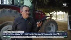 Conheça os benefícios da irrigação por pivô central na produção de feno Conheça os benefícios da irrigação por pivô central na produção de feno