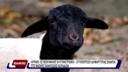 Αγρίνιο: Σε θέση μάχης οι κτηνοτρόφοι - συγκέντρωση διαμαρτυρίας ενάντια στις μαζικές θανατώσεις