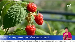 Modernized raspberry plantation in Nimoreni: technology for resilient agriculture