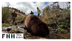 山火事の延焼を抑える“小さな救世主”ビーバー　ダムを作る習性を生かし、失われた自然を取り戻す（2026年10月31日）