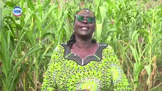 Ukame wateketeza mazao Baringo wakulima wakihesabu hasara kubwa
