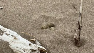 La població de corriol camanegre augmenta a l’Empordà