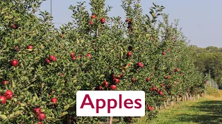 From Farm to You: Discovering Nebraska Specialty Crops (Apples)