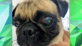 Warning signs and prevention of eye ulcers in pets