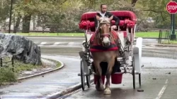 Protest Against Bill to Ban Horse-Drawn Carriages in NYC