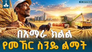 በአማራ ክልል የ2018/19 የምርት ዘመን መኸር ስንዴ ልማት | Amhara Region | Wheat Harvest |ETV | EBC | EBCDOTSTREAM