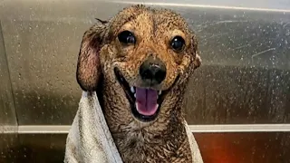 Dirty Dog Derby: Submit photos of your dog for a chance to win free dog washes for a year