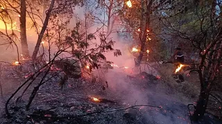 Incendies en Algérie : le drame humain, l’opacité et les responsabilités(partie 1)