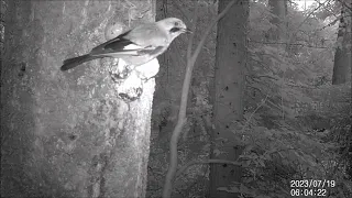 Nocturnal Visitors (Naturally! 08/31/2026)