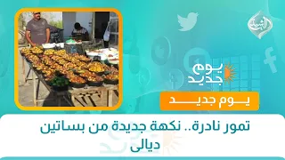تمور نادرة.. نكهة جديدة من بساتين ديالى