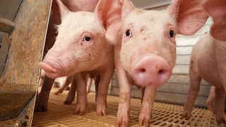 Biosecurity: Steps to Protect Your Farm from Disease | Interligados