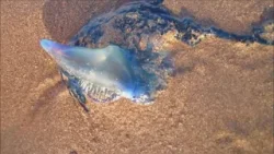 26 ENE 2026 Provincia de San Antonio en alerta ante aparición de fragata portuguesa 26 ENE 2026 Provincia de San Antonio en alerta ante aparición de fragata portuguesa