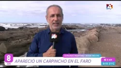 8AM - Un carpincho apareció en el Faro de La Paloma