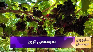 بەرنامەی (ئابووریکوردستان).. بەرهەمی ترێ لە هەرێمی کوردستان