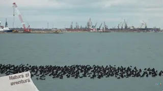 Natură şi aventură: Diversitatea speciilor din Marea Neagră (@TVR2)