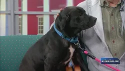 Питомец недели: Капитан, Общество защиты животных Finger Lakes SPCA