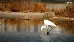 محمية راس الخور: واحة الطبيعة في قلب دبي وأول موقع إماراتي على قائمة رامسار