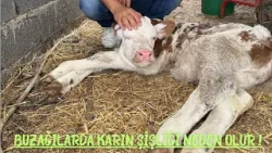 Buzağılarda Karın Şişliği Neden Olur ! Buzağılarda Karın Şişliği Neden Olur !