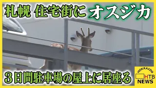 「暑くて動かなくなっちゃたのかな」札幌の住宅街の立駐にオスジカ　3日間居座り続けその後どこかへ…