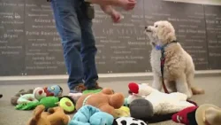 Meet the Maine pups in this year's 'Puppy Bowl'