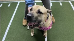 Puppy Bowl hoping to help SPCA of Luzerne County